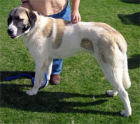 a well breed Anatolian Shepherd dog